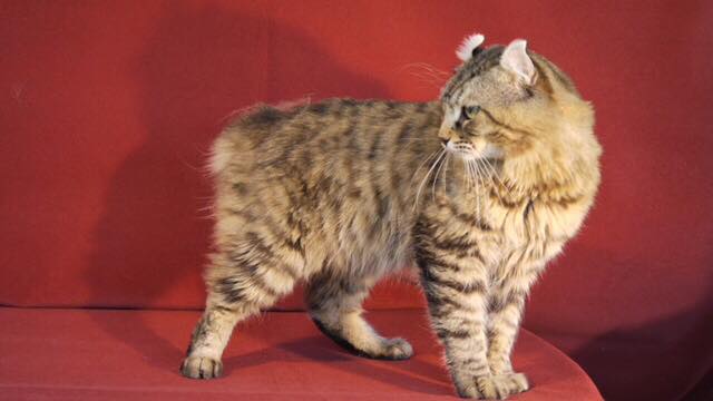 Highland sales cat breed